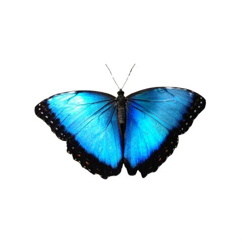 diamonds and gold album art