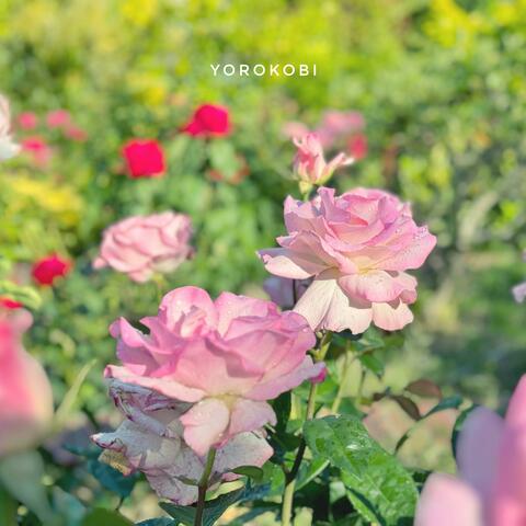 Yorokobi album art