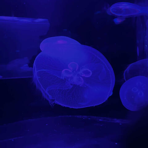 Slow album art