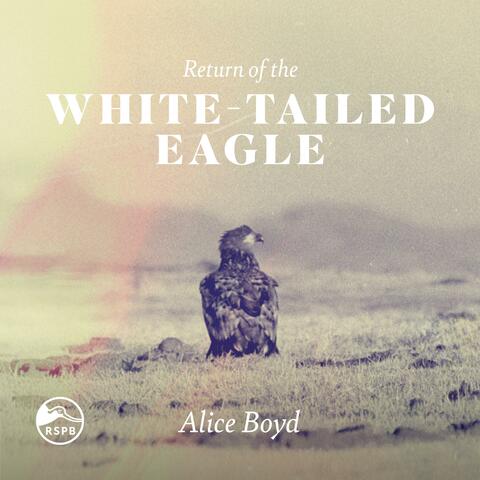 Return of the White-Tailed Eagle album art