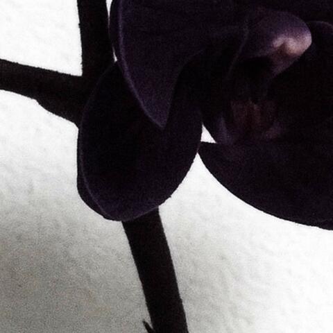 black orchids album art
