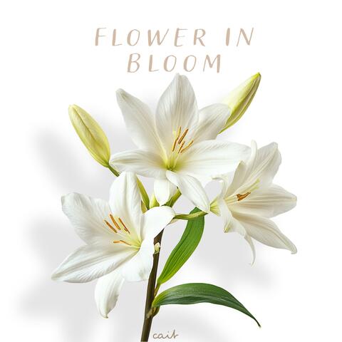 flower in bloom album art
