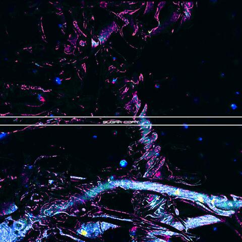 sugar coat album art
