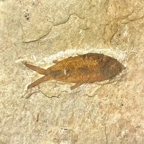 Fish = Ghoti album art