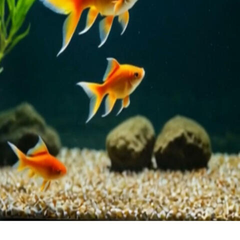 Aquarium album art