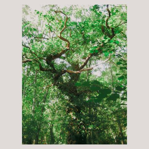 saudade album art