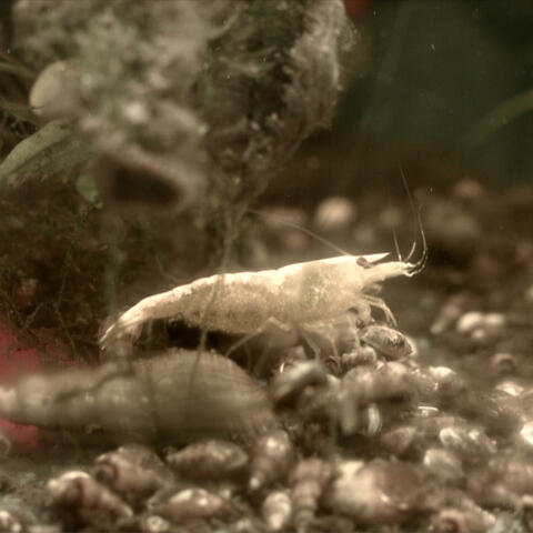 The Last Shrimp album art