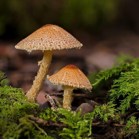 Mushrooms Are Medicine album art