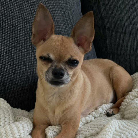 Even My Pet Agrees album art