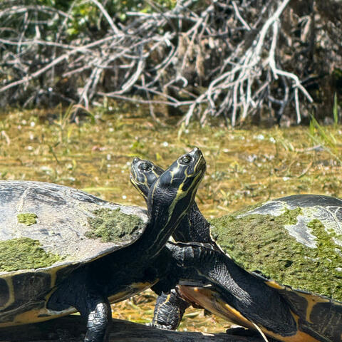 Wrong Time album art