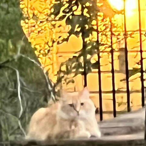 Schrodinger's Cat (feat. Jon Worthy) album art