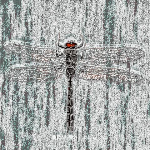 Mr. Dragonfly album art