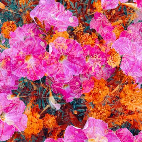 Garden Hopping album art
