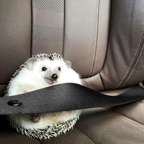driving fast album art