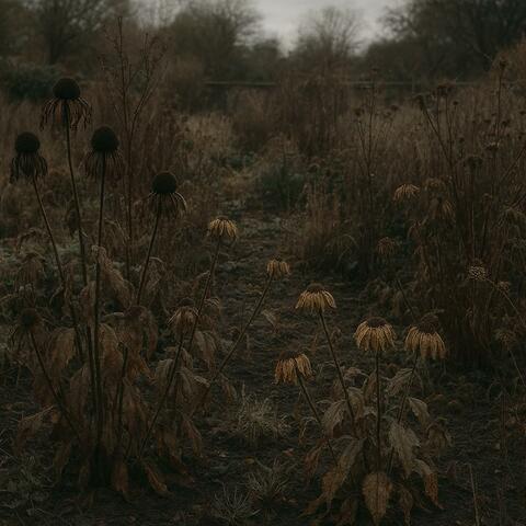 Withered Garden album art