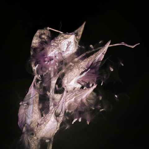 Glass Aviary Remixes album art