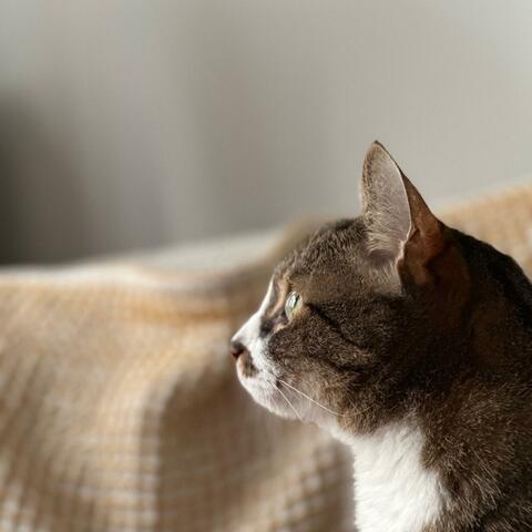 심봉이는 나의 우주 album art