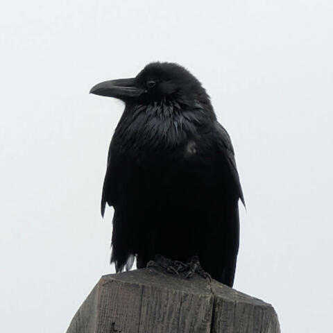 What's left to say? album art