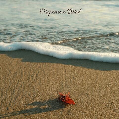 Organica Bird album art