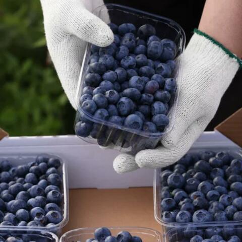 blueberries album art