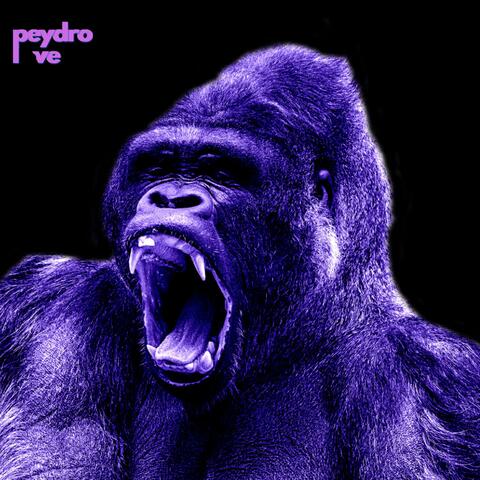 the jungle room album art