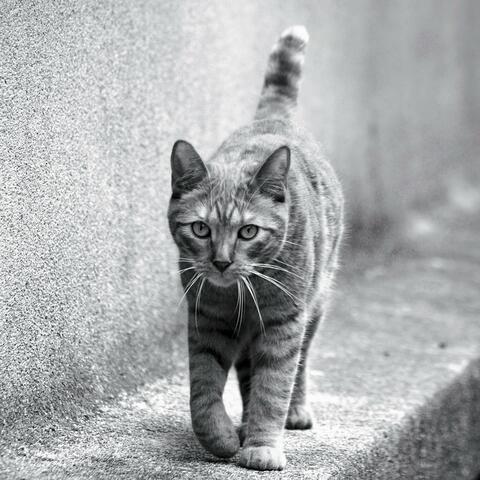 Oguste's 7th Birthday album art