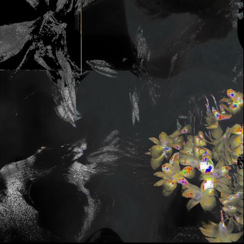 Kill me, I'll miss you. album art