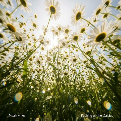 Pushing up the Daisies album art