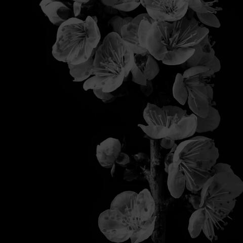Late Bloomers album art