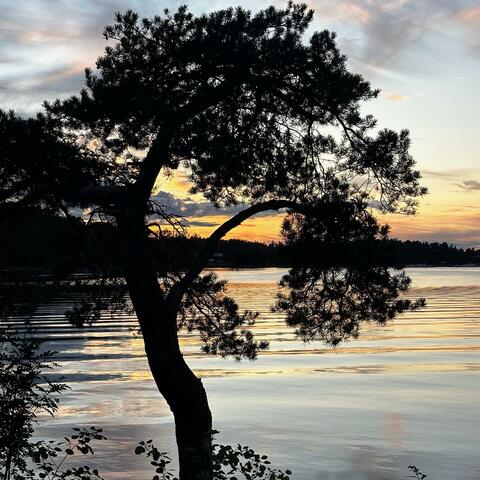 lone tree album art