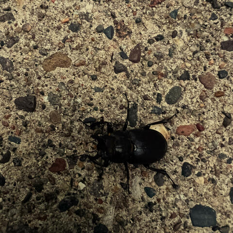 Beatles and Roaches, Vol. 1 album art