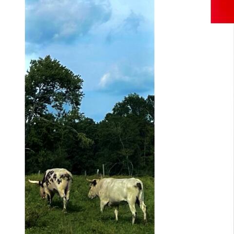 mosquitoes that seem to hate me (the continual death of braydon curry) album art