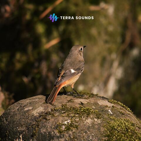 Relaxing Nature album art