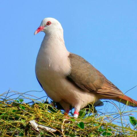 Beauty in life album art