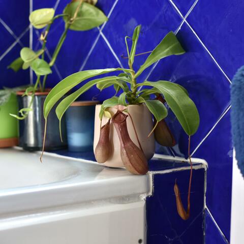 Pitchers in the Bathroom album art