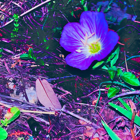 Purple Flowers album art