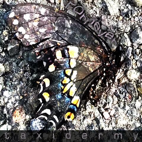 Taxidermy album art