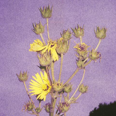 Dreaming album art