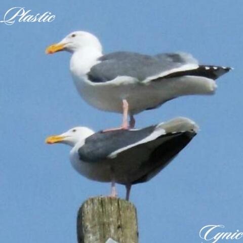 Plastic album art