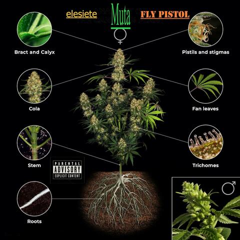 Muta (feat. Fly Pistol) album art