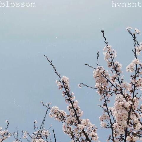 blossom album art