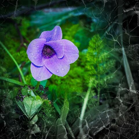 Aftermath of a Storm album art