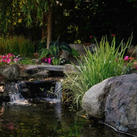 Small Ponds (Frog Lofi 2.5) album art