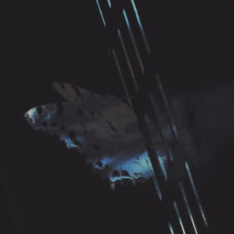 Lepidoptera (Deluxe) album art