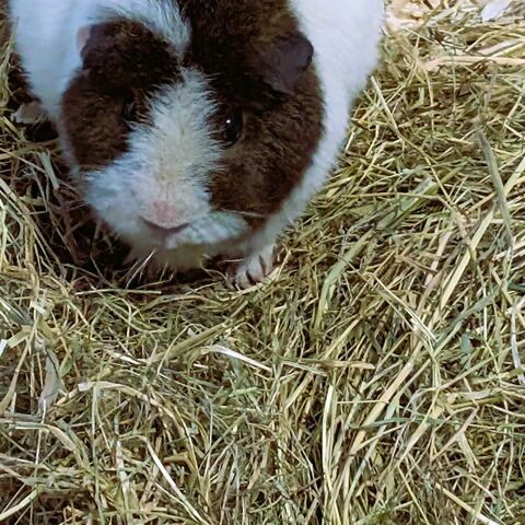 Vague Announcement album art