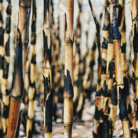 Songs from the Cane Fields (20ᵗʰ Anniversary Edition) album art