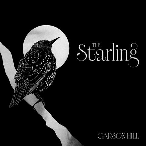 The Starling album art