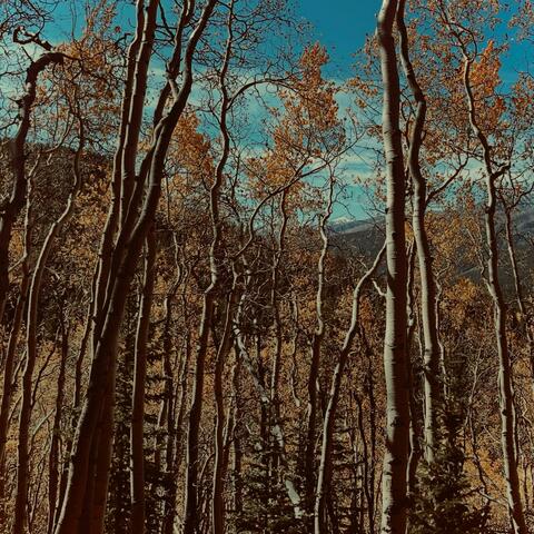 Kiss Your Gun album art