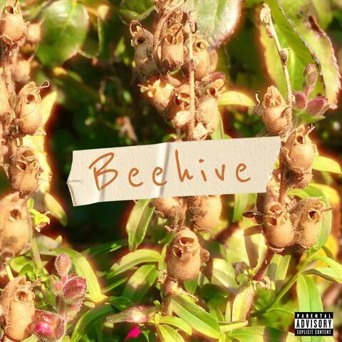 Beehive album art