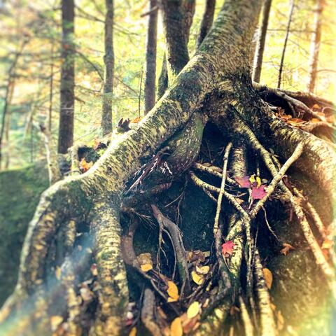 The Light / Twilight album art